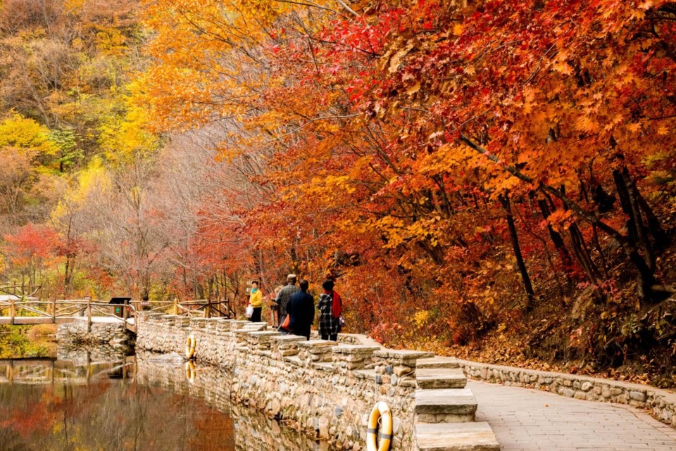 Visitors enjoy the sight of maple leaves at the Dashi Lake in Benxi, northeast China's Liaoning province. (Photo by Zhang Jun/People's Daily Online)