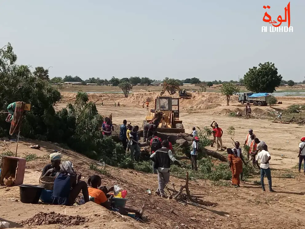 N'Djamena : un déracinement d'arbres entraîne une bagarre pour le bois de chauffe