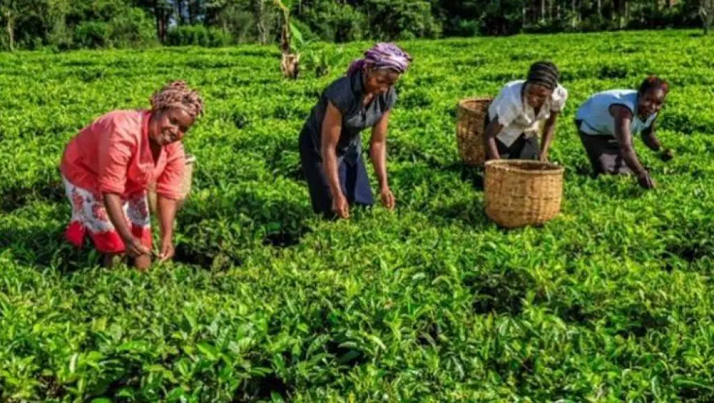 RDC : 70 millions $ de prêt pour le développement agro-industriel du Ngandajika
