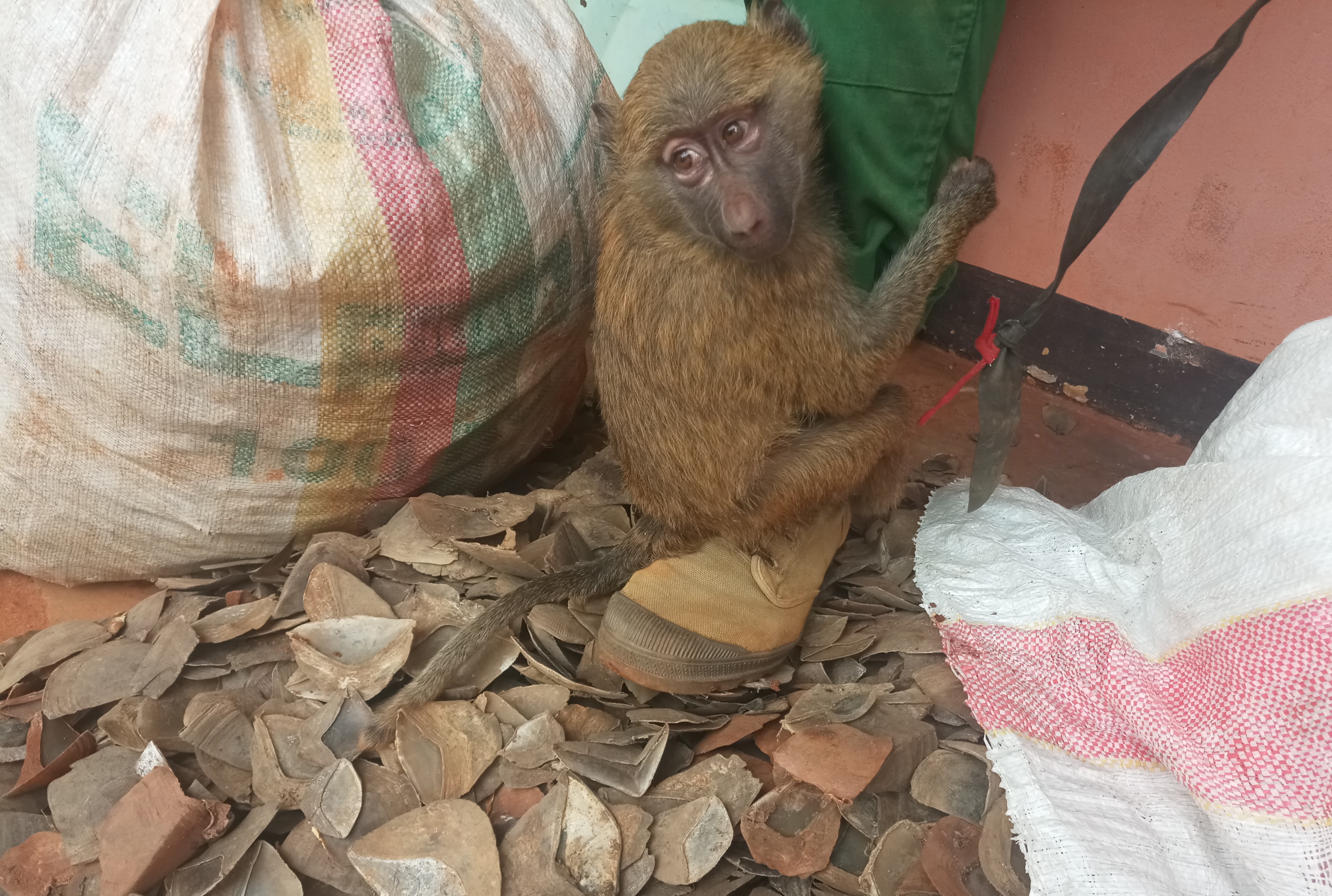 Cameroun : un homme arrêté avec des écailles de pangolins et un bébé babouin à Nkoteng