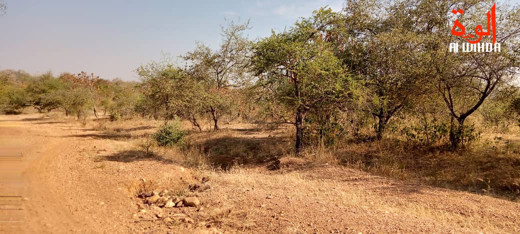 Tchad : deux otages âgés de 12 et 15 ans libérés au Mayo Kebbi Ouest