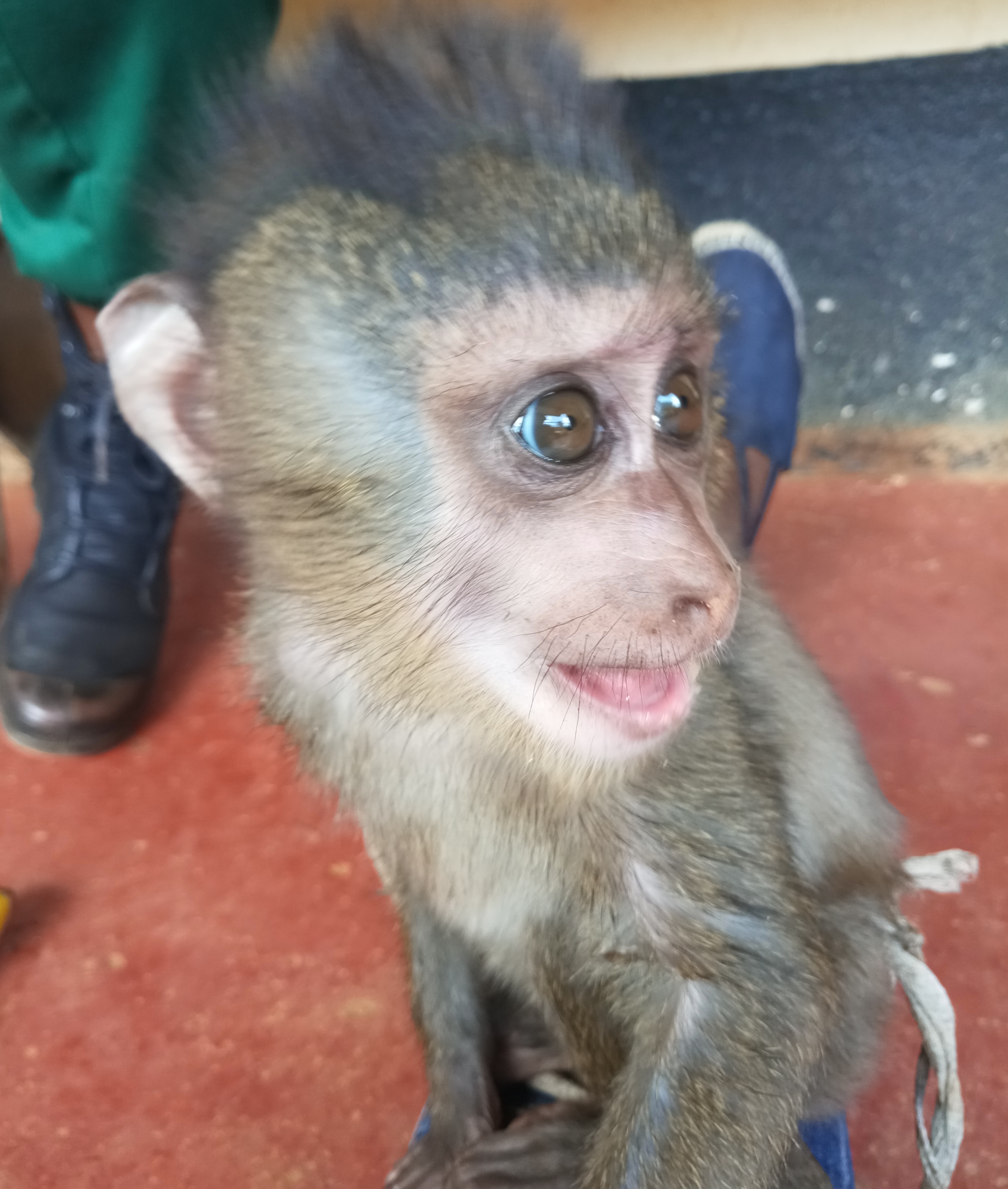 Cameroun : trois trafiquants de drill traduits en justice à Bafang Cameroun : trois trafiquants de drill traduits en justice à Bafang