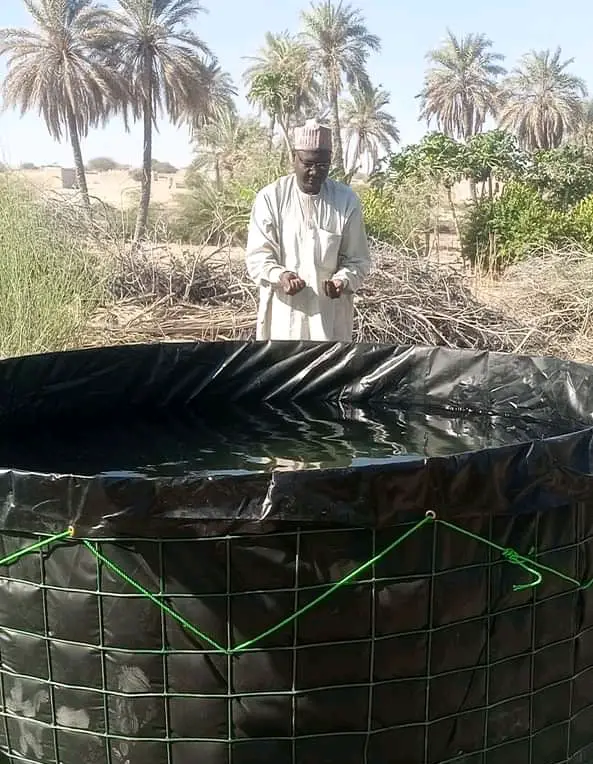 Tchad : des bacs d'expérimentation avec 2 000 alevins de tilapia au Kanem