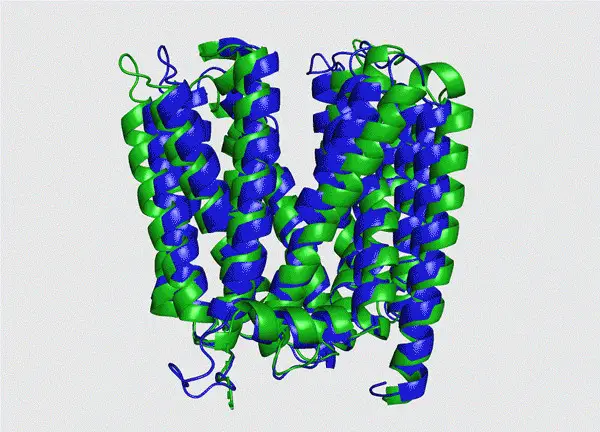 Photo shows the structure of a type of protein. The green part is the real structure, while the blue part is the prediction. (Photo from the website of Tianrang)