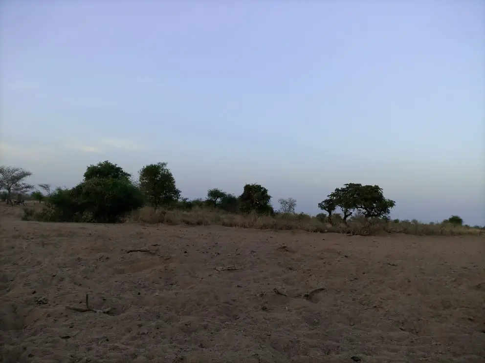 Tchad : le vol de chameaux et chevaux prend de l'ampleur au Sila