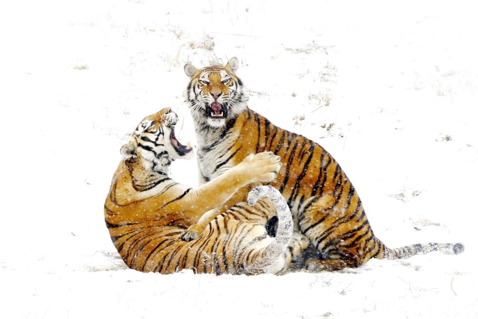 Two Siberian tigers play on the snow. (Photo by Hua Lifu/People's Daily)