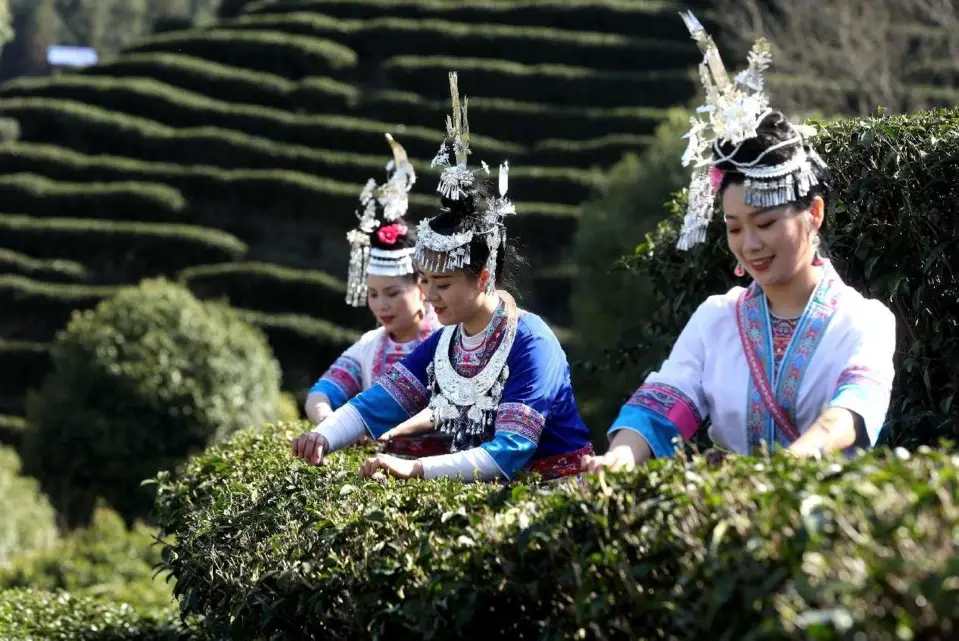 Girls of Dong ethnic group pluck tea leaves in a tea plantation in Guanghui village, Sanjiang Dong autonomous county, Liuzhou city, south China’s Guangxi Zhuang autonomous region, March 8, 2022. (Photo by Wu Lianxun/People’s Daily Online)