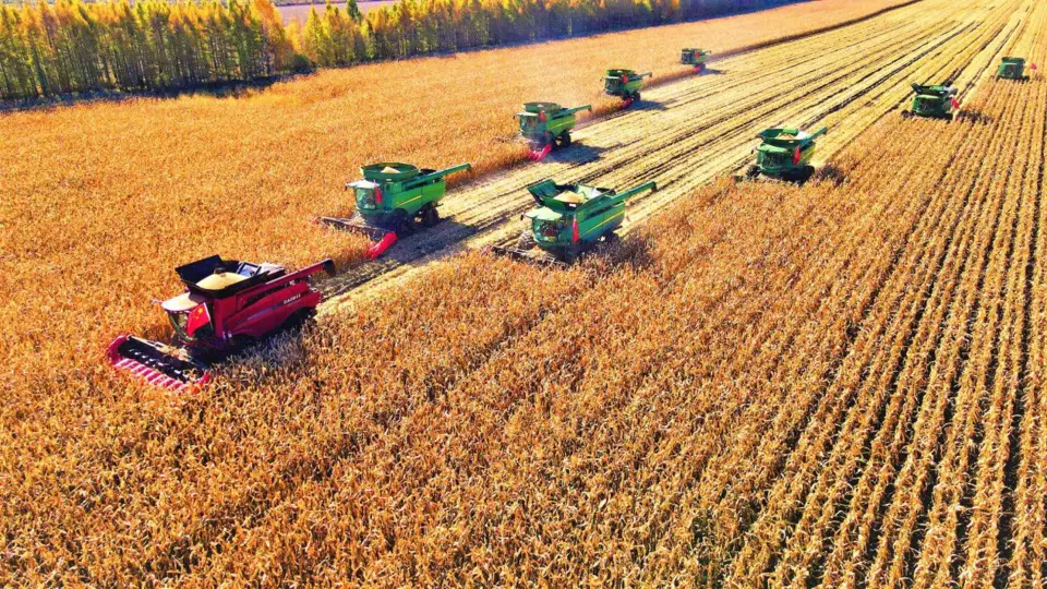 Corns are harvested by machines of the Bei'an Branch of Beidahuang Group Co., Ltd. in Bei'an, northeast China's Heilongjiang province, Oct. 6, 2021. (Photo by Xu Yingxian/People's Daily Online)