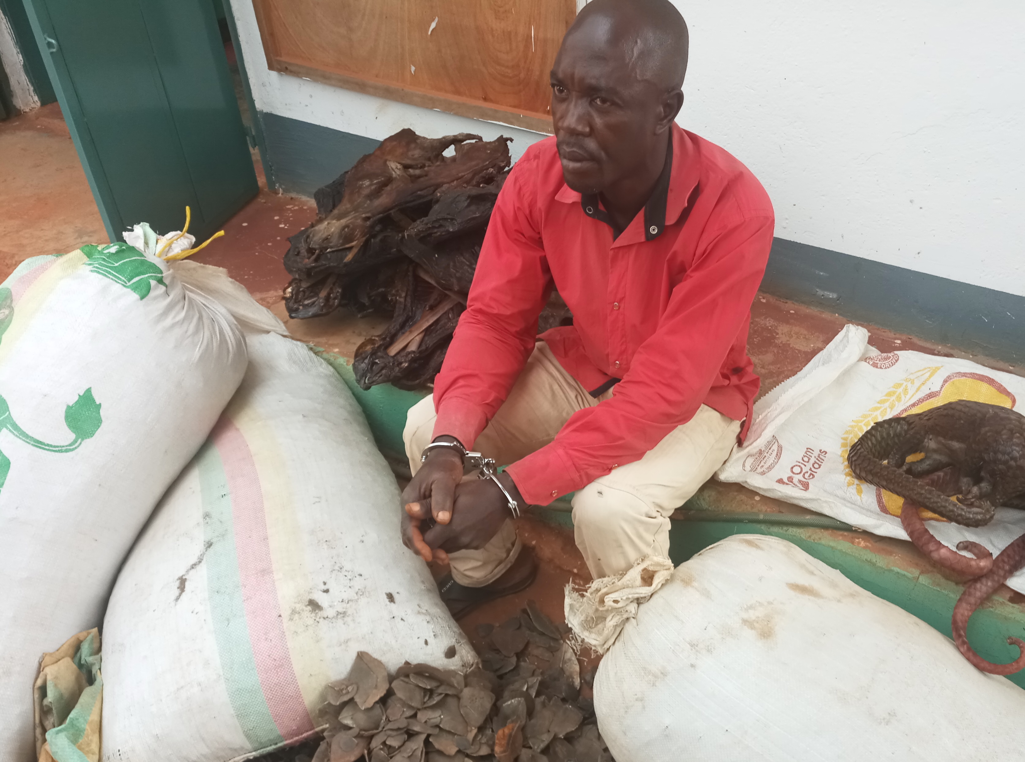 Cameroun : un trafiquant de produits fauniques condamné à plus d'un an de prison ferme à Bertoua Cameroun : un trafiquant de produits fauniques condamné à plus d'un an de prison ferme à Bertoua