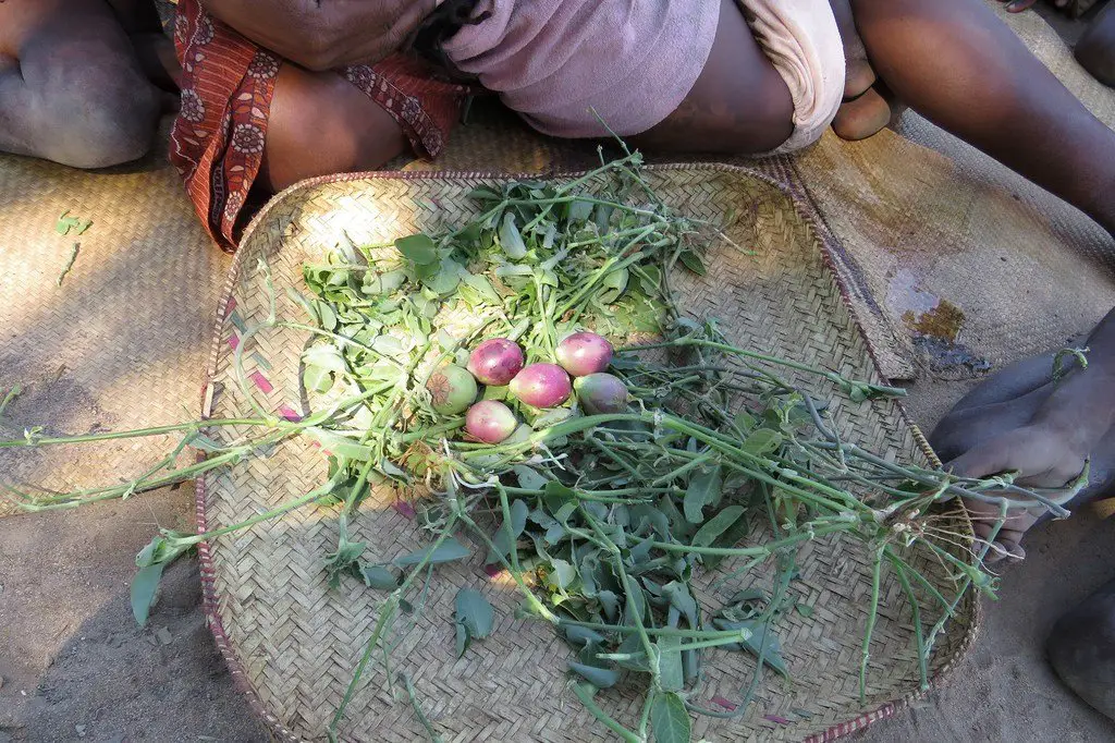 La situation alimentaire dans la région d'Androy, au sud de Madagascar, est désastreuse. Les familles ramassent tout ce qu'elles trouvent au sol pour pouvoir nourrir leurs enfants. © PAM/Fenoarisoa Ralaiharinony