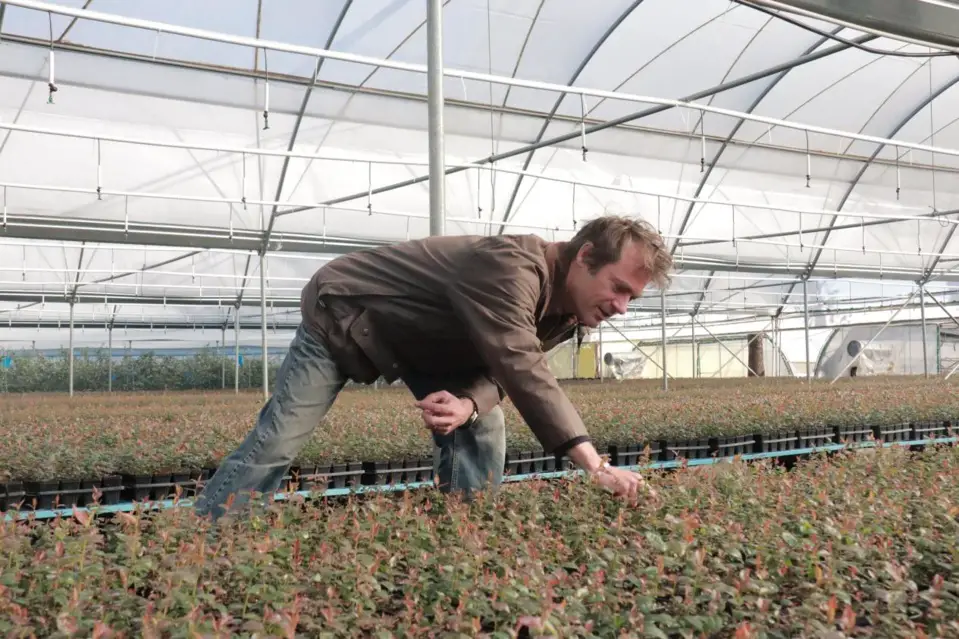 Martin Dabilly checks the growth of blueberry seedlings.