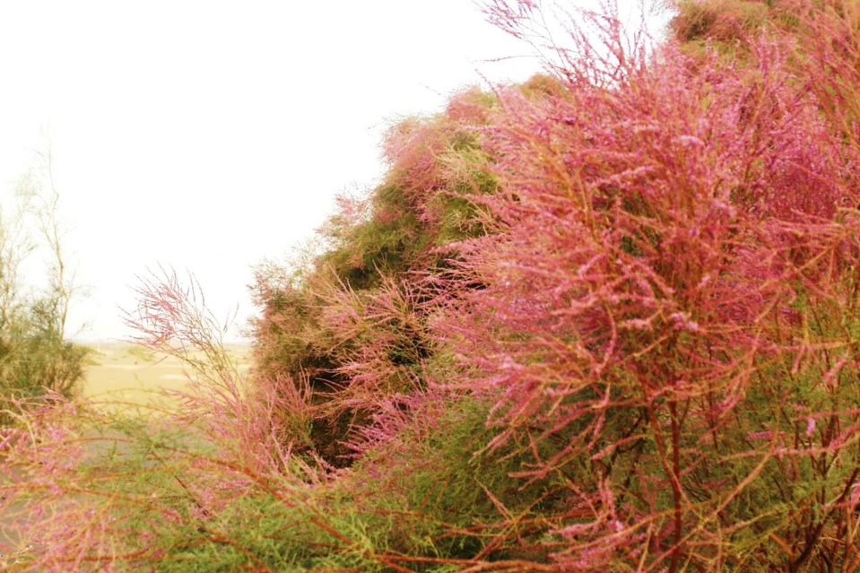 Photo shows rose willows in Turpan Eremophyte Botanical Garden in Turpan Basin, northwest China’s Xinjiang Uygur autonomous region. (Photo by Jiang Xiaoming/People’s Daily Online)
