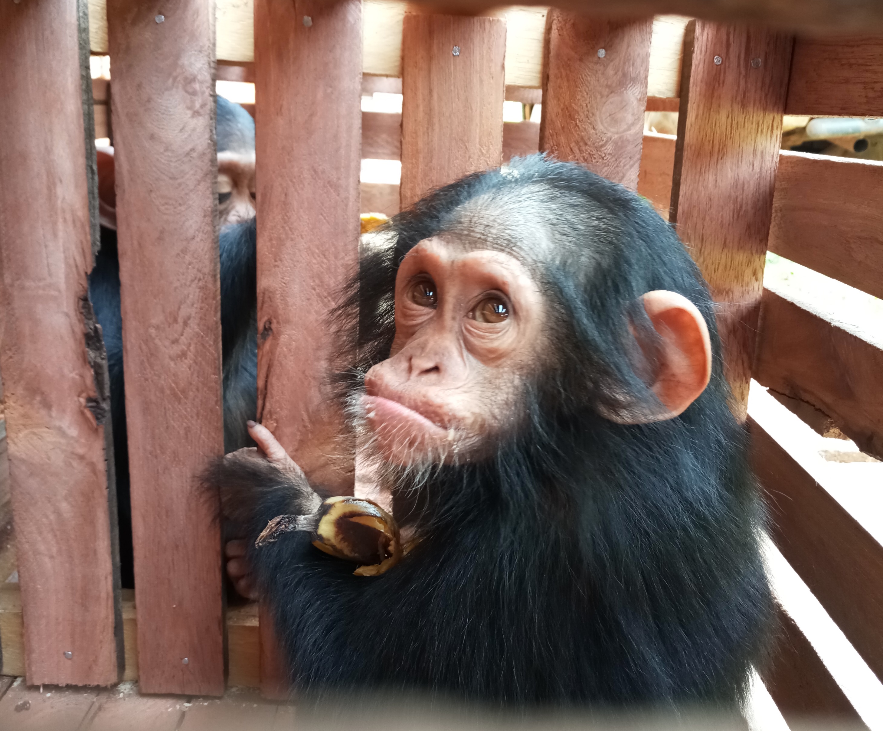 Cameroun : un chef traditionnel arrêté avec deux jeunes chimpanzés à Yaoundé Cameroun : un chef traditionnel arrêté avec deux jeunes chimpanzés à Yaoundé