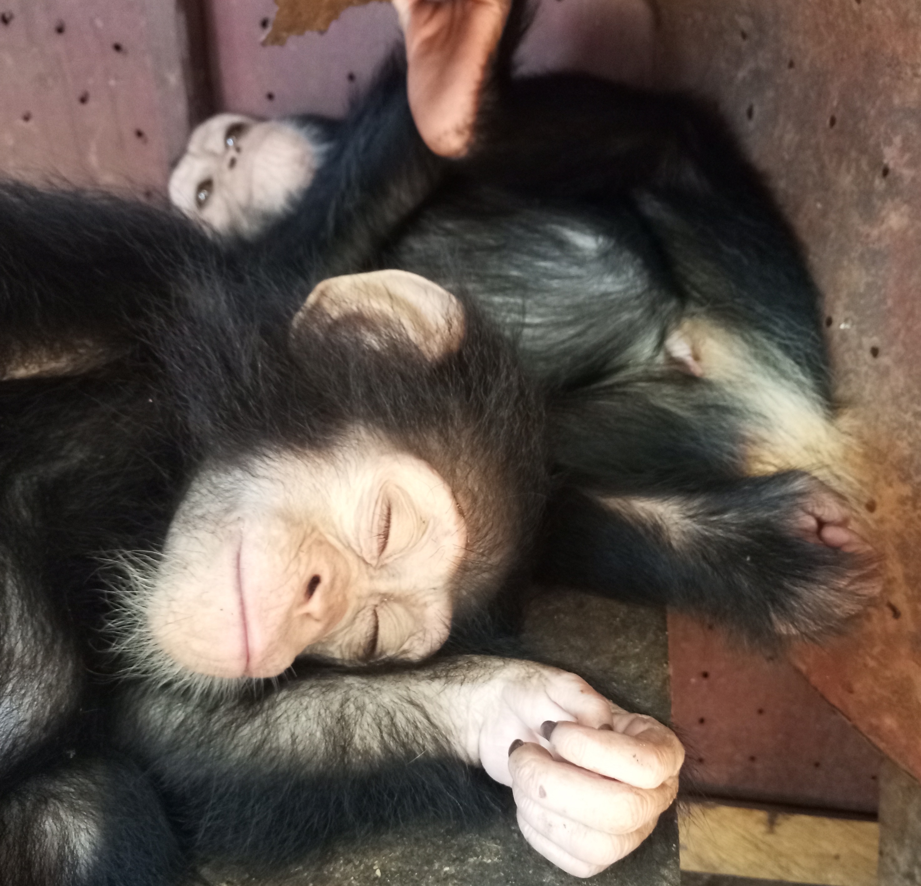 Cameroun : un chef traditionnel arrêté avec deux jeunes chimpanzés à Yaoundé Cameroun : un chef traditionnel arrêté avec deux jeunes chimpanzés à Yaoundé