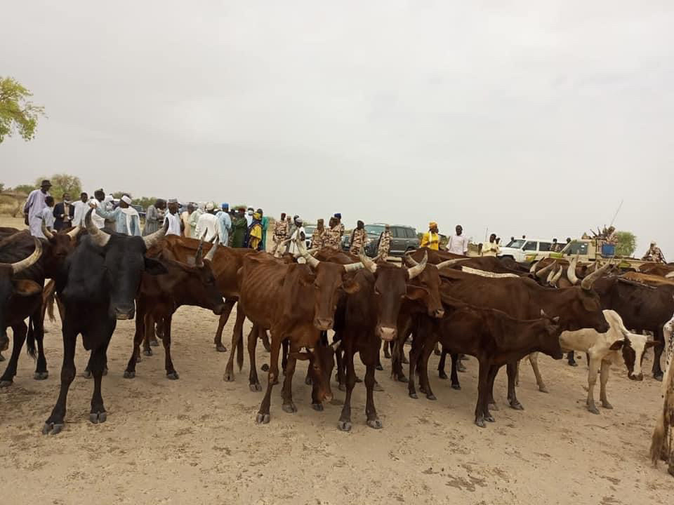 Tchad : les animaux affaiblis par le manque de pâturages