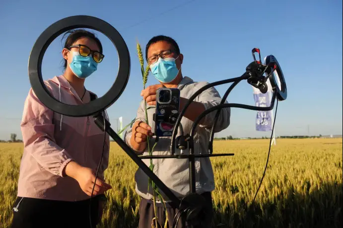 Local young people promote their improved wheat variety via livestreaming at Zhoudian village, Dongchangfu district, Liaocheng city, east China’s Shandong province, May 30, 2022. (Photo by Zhang Zhenxiang/People’s Daily Online)