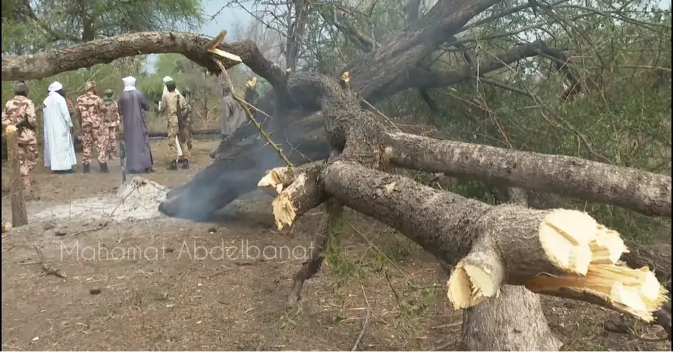 Tchad : des paysans détruisent une forêt dans la province du Salamat
