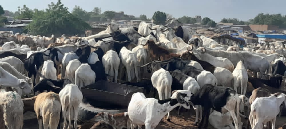 Tchad : le mouton hors de prix à l'approche de la Tabaski