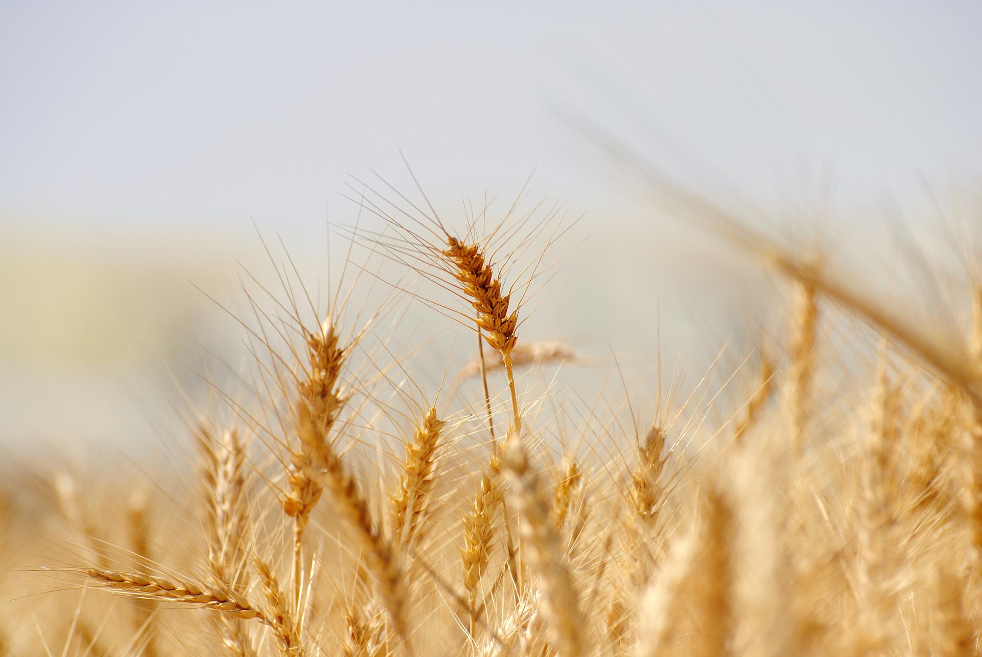 Tchad : début d'éclaircissement dans l'enquête sur des aflatoxines dans de la farine