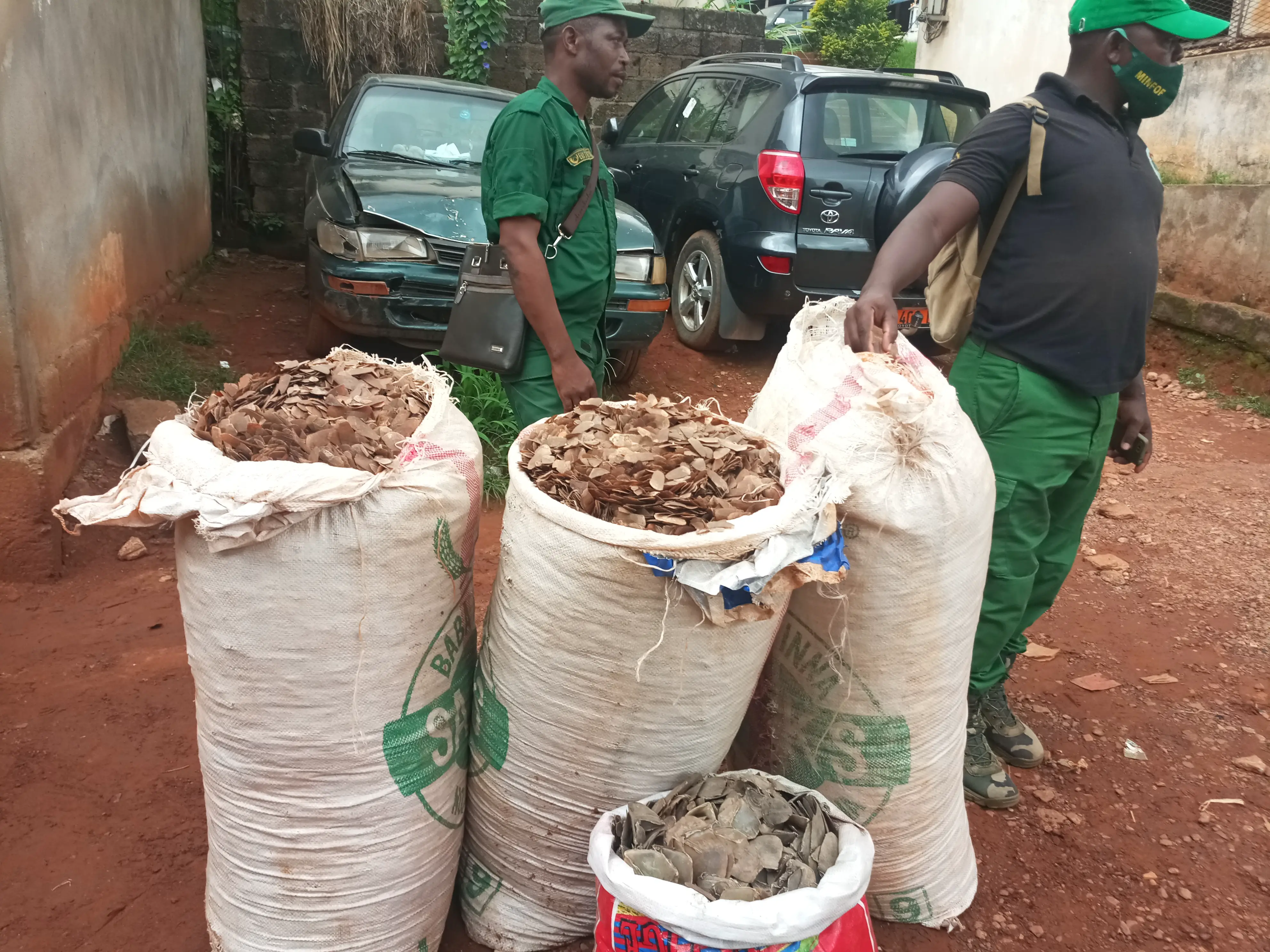 Cameroun : des trafiquants d'écailles de pangolin au tribunal à Yaoundé