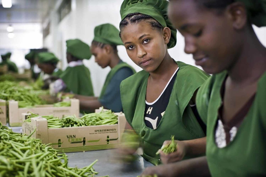 Des jeunes femmes emballent des haricots dans une exploitation agricole en Ethiopie. © OIT/Sven Torfinn