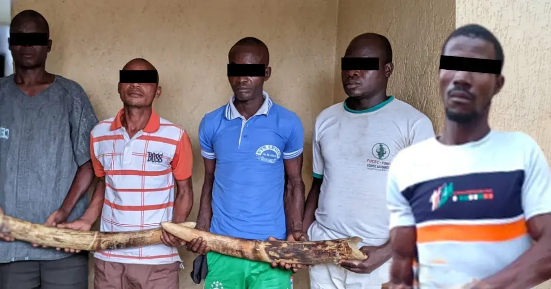 Togo : cinq trafiquants d’ivoire déférés à la prison civile de Sokodé