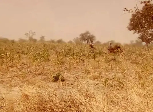 Tchad : un enfant enlevé à Lamé, les ravisseurs réclament 20 millions de FCFA