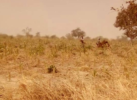 Tchad : un enfant enlevé à Lamé, les ravisseurs réclament 20 millions de FCFA