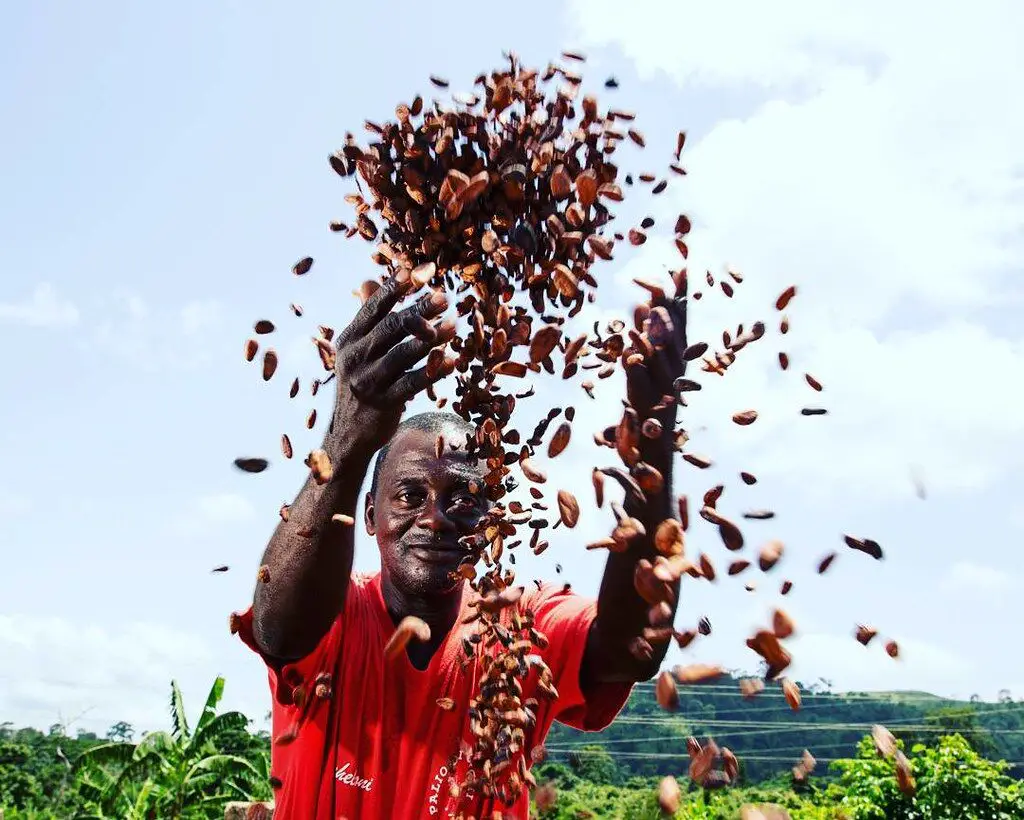 Un agriculteur sèche des fèves de cacao près de sa ferme à Kyekyewere, au Ghana. Mwangi Kirubi, Flickr