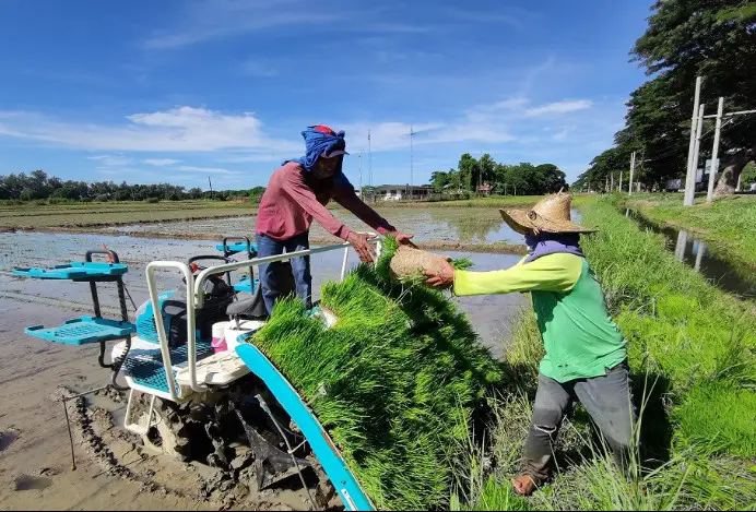 Philippine farmers plant hybrid rice in a paddy field with a rice transplanter. (Photo courtesy of the Philippine-Sino Center for Agricultural Technology)