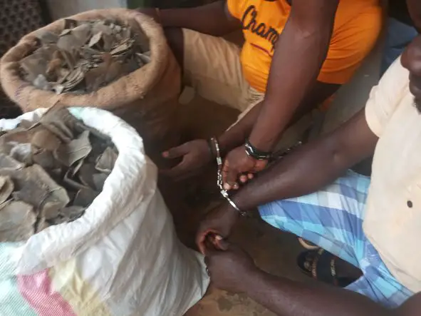 Cameroun : deux trafiquants arrêtés avec 66 kg d'écailles de pangolin à Yaoundé