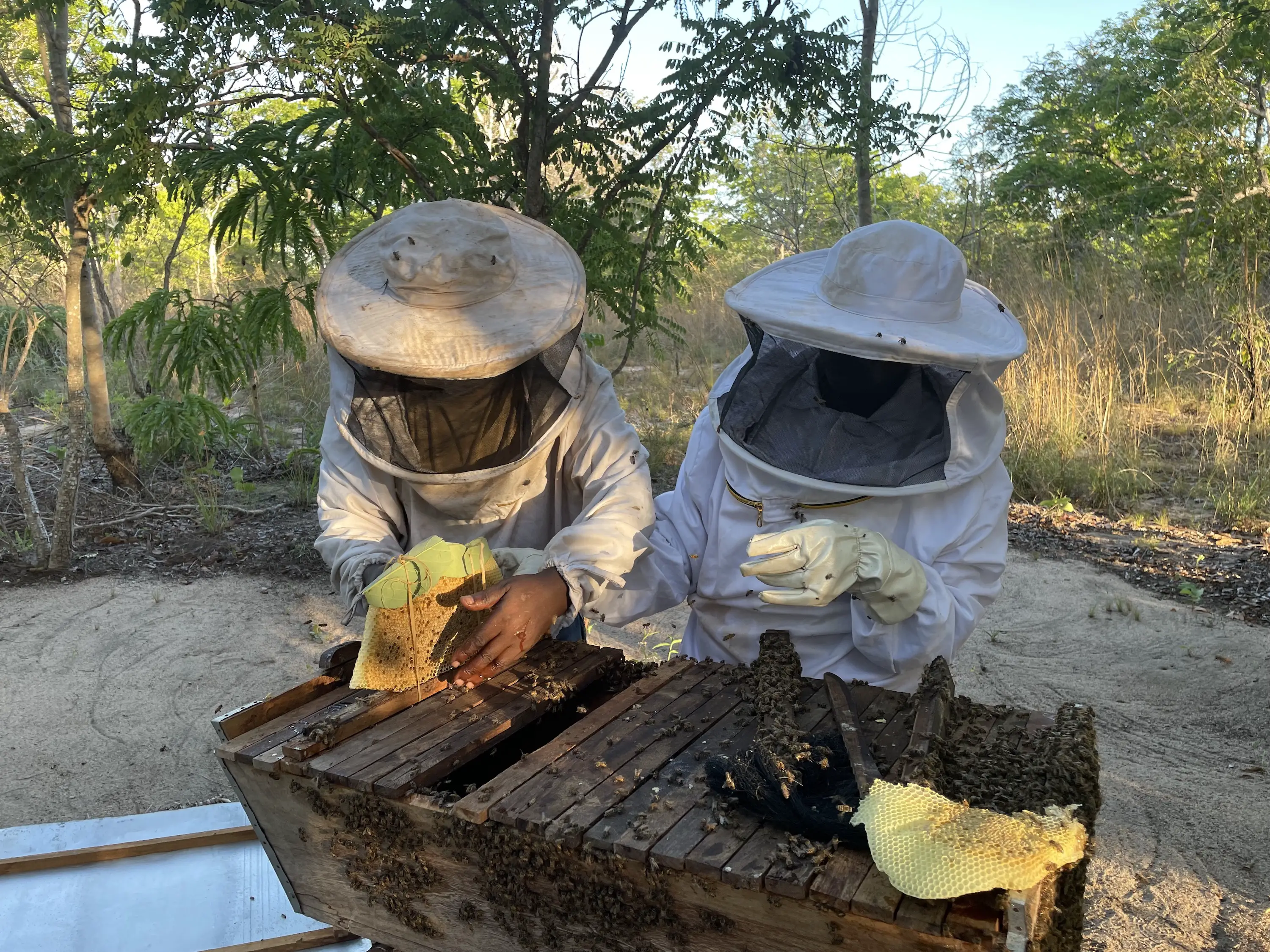 Contrôle d’une niche d’abeille à Maneia Community au Mozambique. Novembre 2021. ©ICEI/ORAM