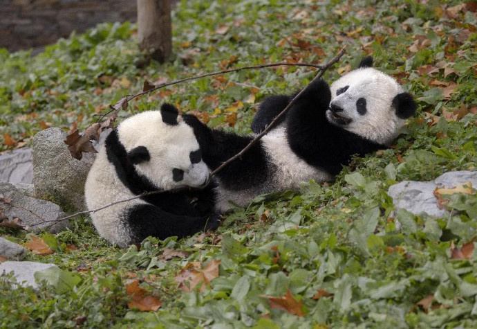 Giant pandas play at Shenshuping base of China Conservation and Research Center for Giant Pandas in Wolong National Nature Reserve, southwest China's Sichuan province, Oct. 28, 2022. (Photo by Chen Xianlin/People's Daily Online)