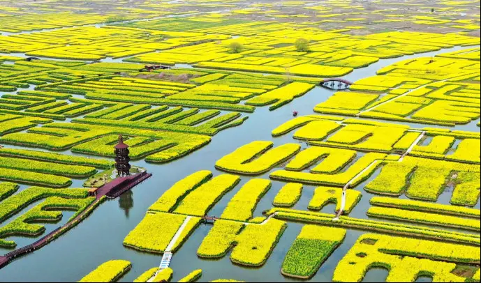 Photo taken on March 26, 2022 shows blossoming rape flowers in the Qianduo scenic area in Xinghua, east China's Jiangsu province. (Photo by Meng Delong/People's Daily Online)
