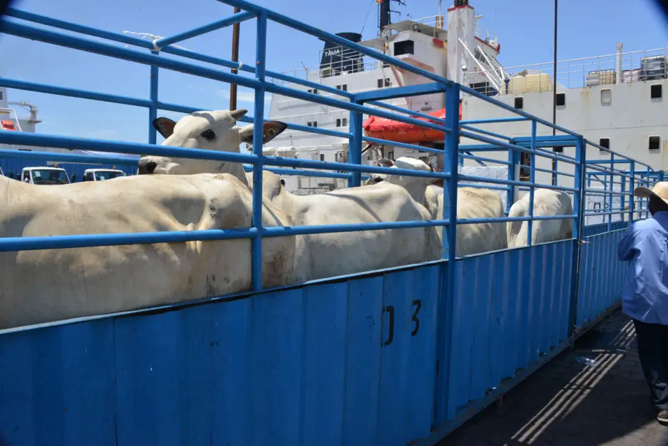 L'échantillon de 3500 bœufs réceptionnés au port autonome.