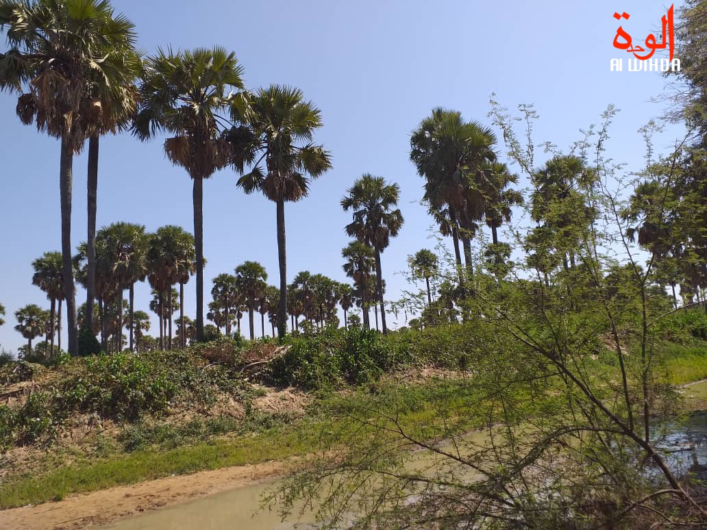 Un paysage forestier à Kerfi, au Sila, Est du Tchad. Illustration © Mahamat Issa Gadaya/Alwihda Info