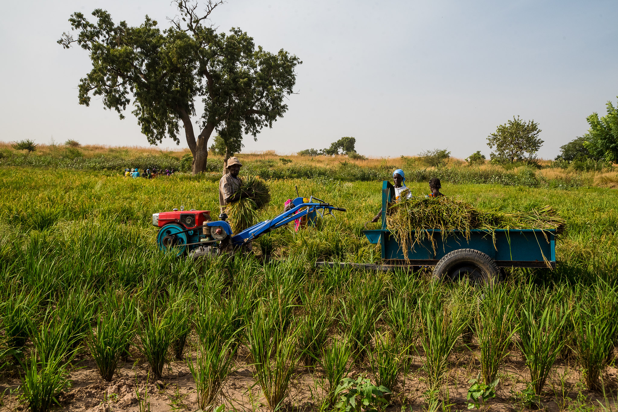Guinée : le FAD accorde près de 23 millions $ pour améliorer la production et la productivité vivrières