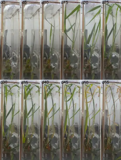 The combo photo shows the growth of ratooning rice in space. Figures at the upper right corner of each image represent the number of days after pruning. (Photo from the website of the Chinese Academy of Sciences.)
