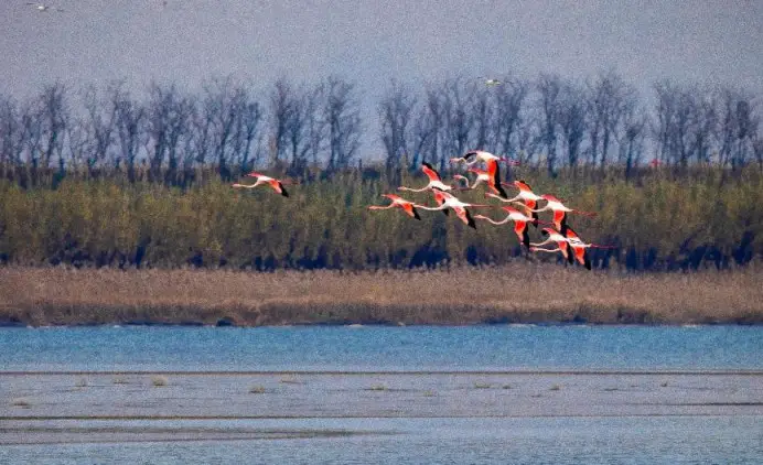 Photo taken on Dec. 15, 2022 shows flamingoes hovering over the Tiaozini Wetland in Dongtai city, east China's Jiangsu province. (Photo by Sun Jialu/People's Daily Online)