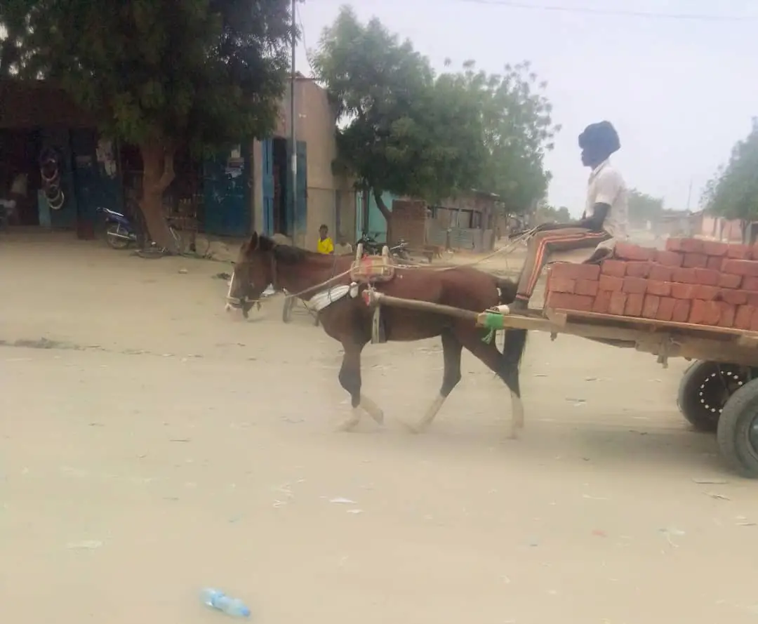 Tchad : maltraitance animale, une exploitation abusive des chevaux utilisés pour le transport