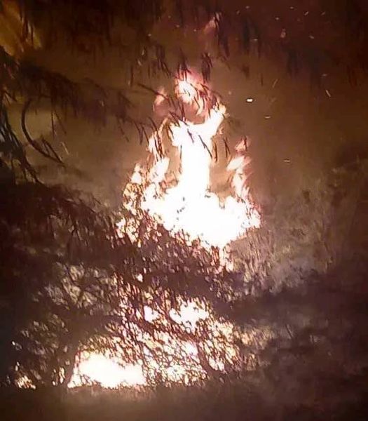 Tchad : un incendie d'origine inconnue ravage des palmiers dattiers près de Mao