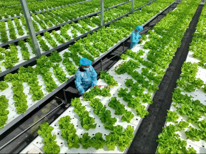 Workers harvest hydroponic lettuce in a plant factory in Nantong, east China's Jiangsu province. (Photo by Xu Congjun/People's Daily Online)