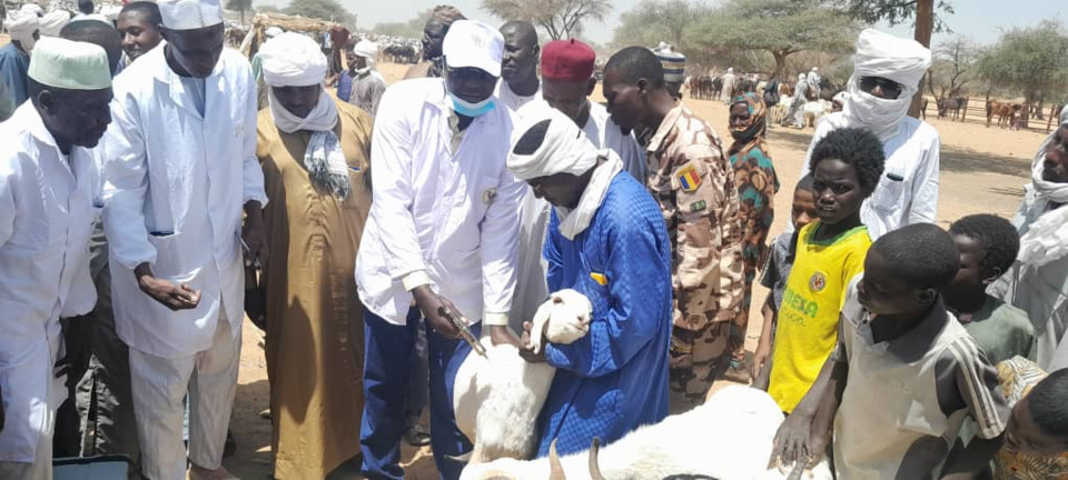 Tchad : campagne de vaccination contre les maladies animales au Batha