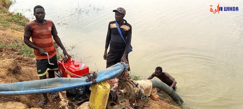 Tchad : un groupement villageois lutte pour l'autosuffisance alimentaire en pratiquant la culture de contre-saison