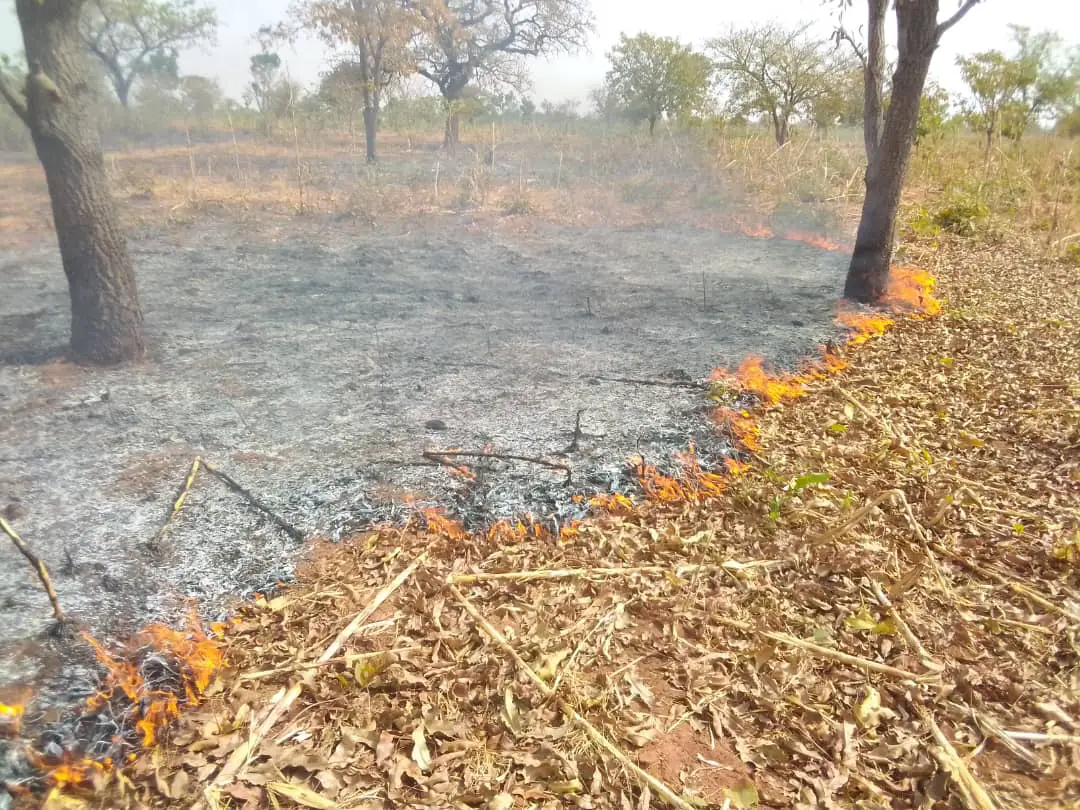 Tchad : les feux de brousse, ennemis de la nature et de l'agriculture