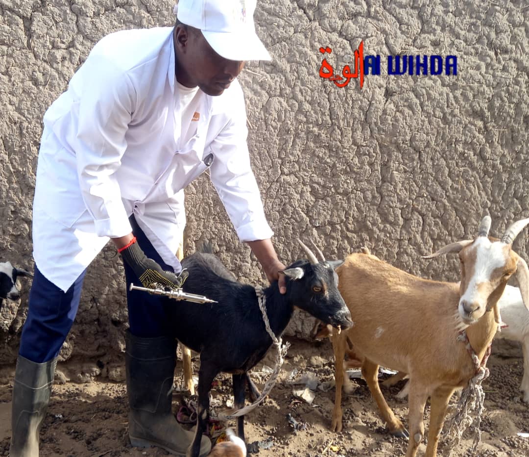 Tchad : une large campagne de sensibilisation sur l'élevage dans les 8 provinces du Centre et de l'Ouest Tchad : une large campagne de sensibilisation sur l'élevage dans les 8 provinces du Centre et de l'Ouest