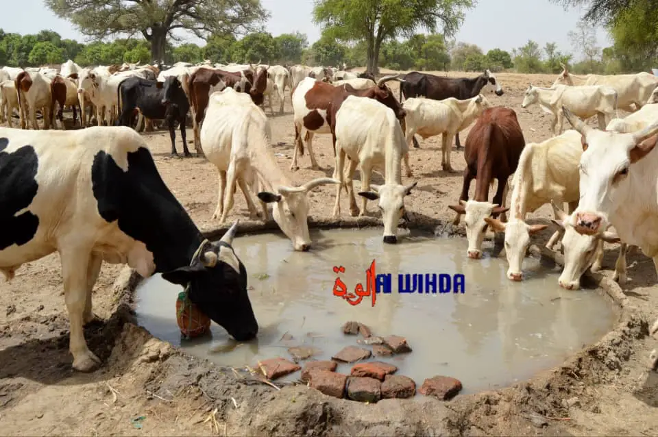 Tchad : le manque d'eau et la vaccination du bétail, des défis majeurs pour les éleveurs du Guéra