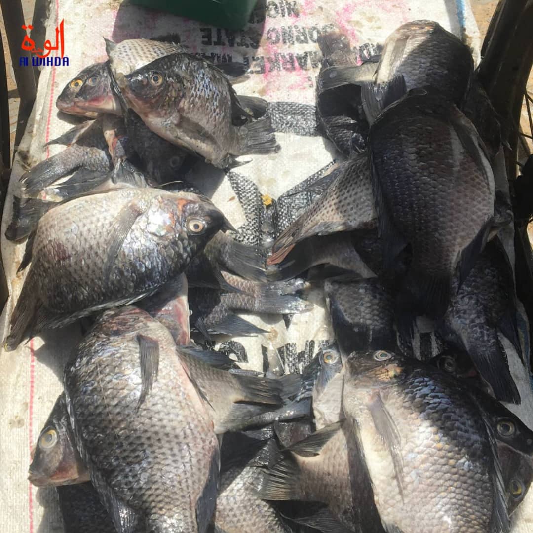 Tchad : la canicule impacte négativement sur la vente de poisson à N'Djamena