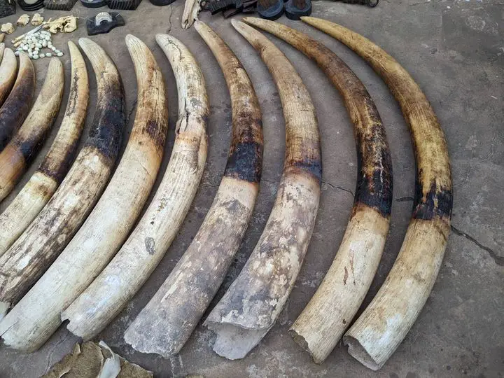 Afrique : le commerce illicite d’ivoire détruit davantage les éléphants du continent