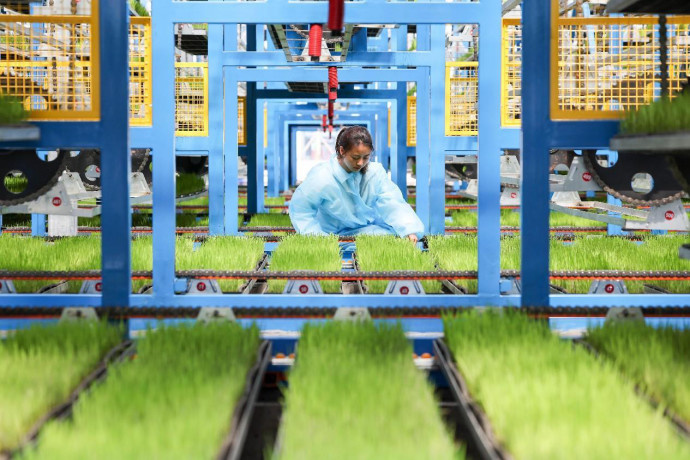 A staff member of a seedling center in an intelligent agricultural park in Xingwen county, Yibin, southwest China's Sichuan province, checks the growth of seedlings, April 11, 2023. (Photo by Wang Yu/People's Daily Online)